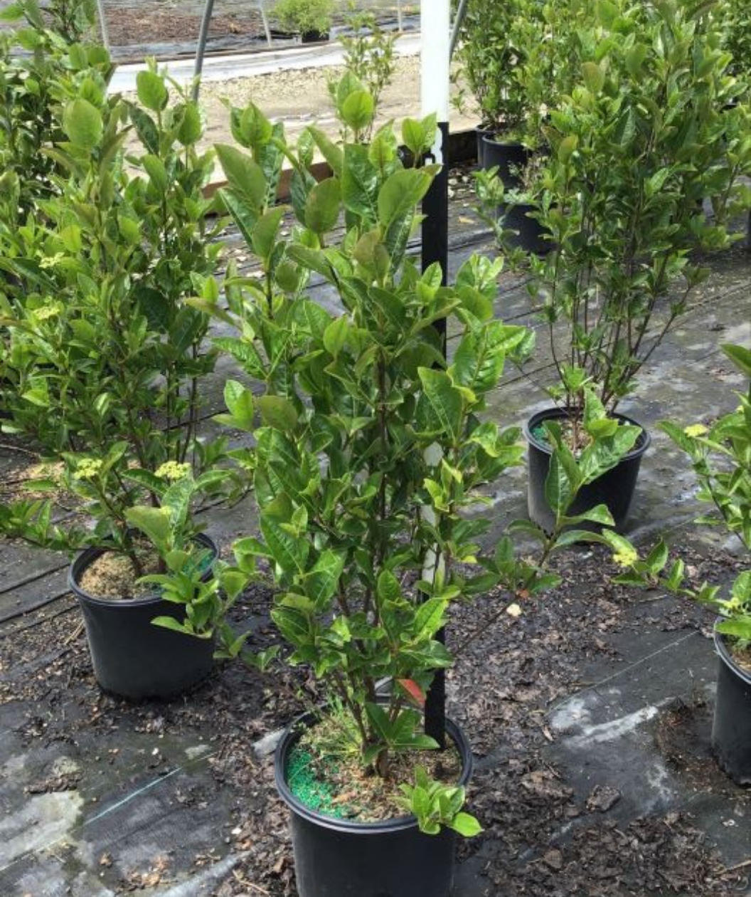 Winterthur Viburnum
