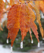 A closeup of the Wireless Zelkova orange-red elongated fall colored leaves with frozen water droplets at the tips