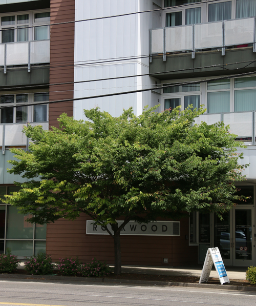 Wireless Zelkova tree planted next to a sideway and road underneath the power lines with green spring leaves
