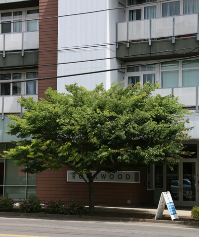 Wireless Zelkova tree planted next to a sideway and road underneath the power lines with green spring leaves