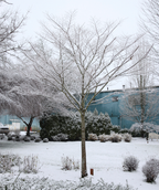 Wireless Zelkova planted in a winter landscape devoid of leaves but covered in snow