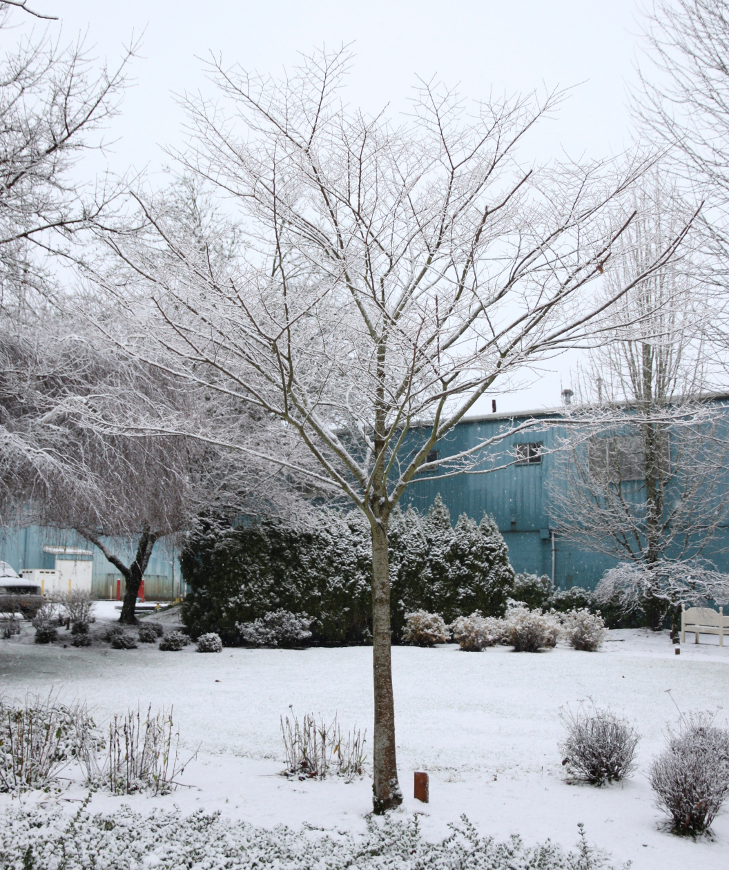 Wireless Zelkova planted in a winter landscape devoid of leaves but covered in snow