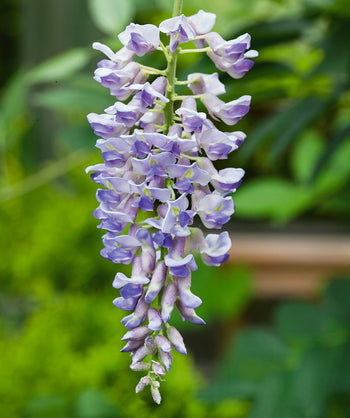 Close up of Amethyst Falls Wisteria flowers, pyramidal shaped flower cluster with small purple flowers