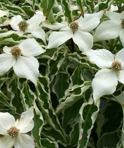 A closeup of the pure white, four petaled flowers of the Wolf Eyes Japanese Dogwood on top of the creamy white and green variegated foliage