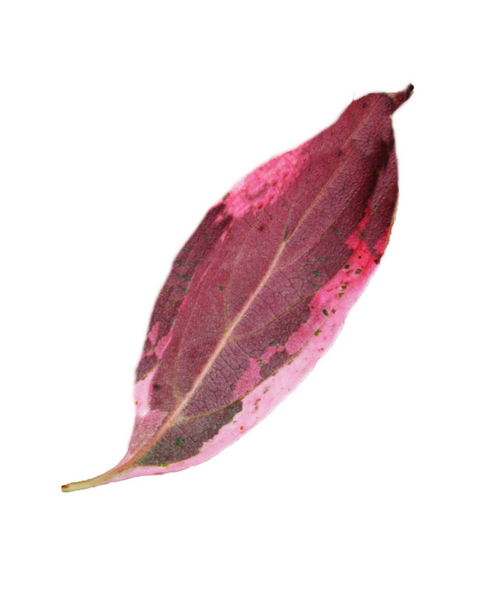 A single leaf of the Wolf Eyes Dogwood that is transitioning to its fall colors of light pink on the edges and dark pink on the inside