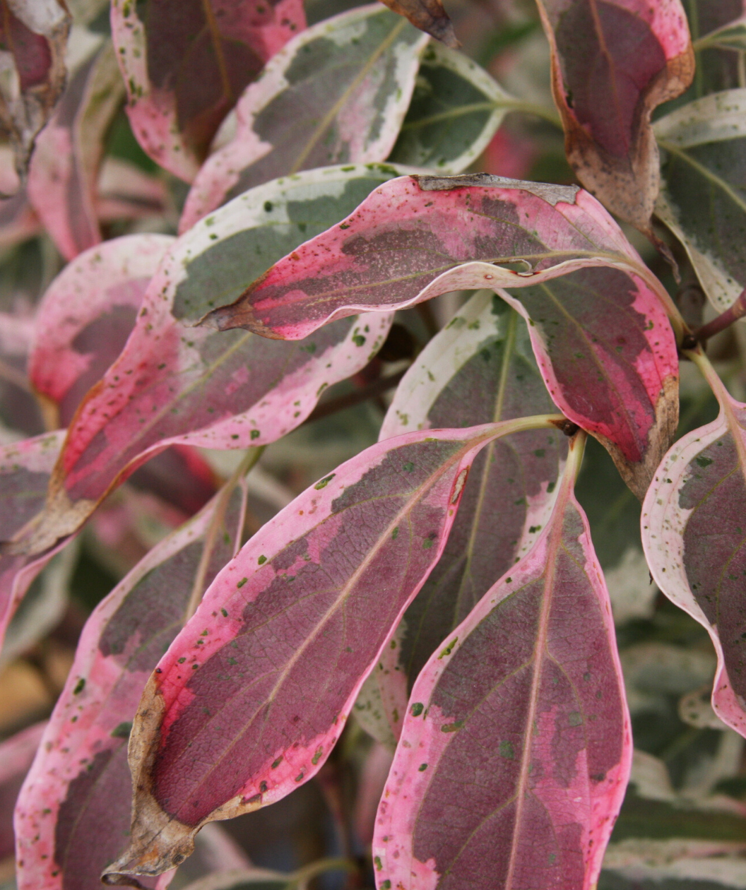 A closeup of a branch belonging to the Wolf Eyes Dogwood as it transitions to the fall coloring, the foliage has creamy white edges that are turning a light pink while the green center turns to a dark pink