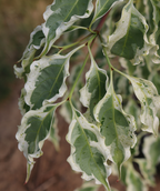 A closeup of a branch belonging to the Wolf Eyes Dogwood, the foliage has creamy white edges to it with a dark green center