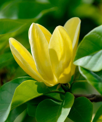 Close up of Yellow Bird Magnolia flower, large bright yellow flower emerging from large glossy green conical shaped foliage