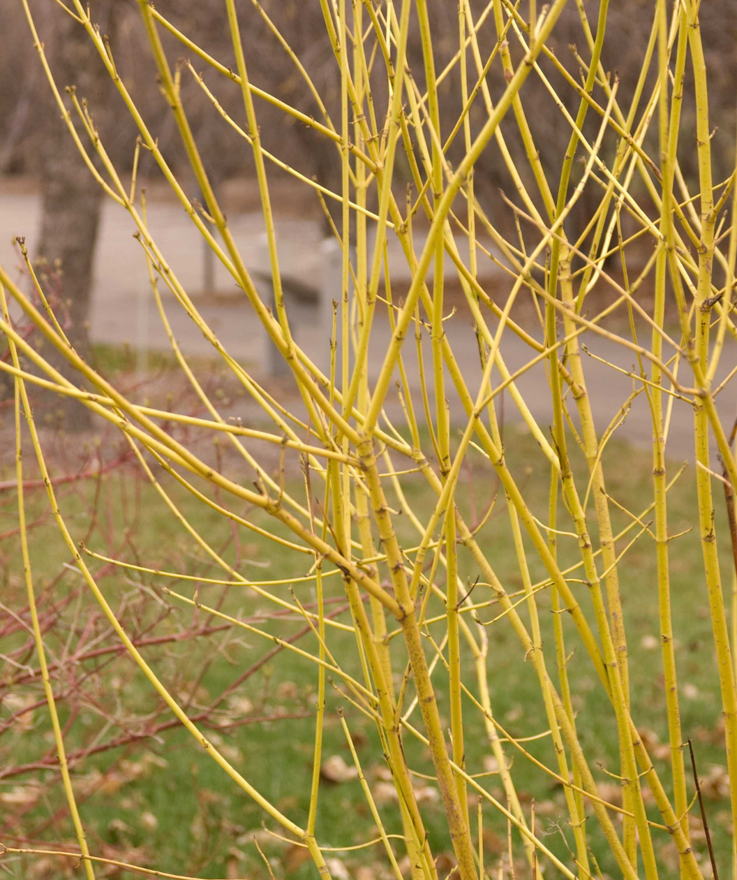 Yellow Twig Dogwood