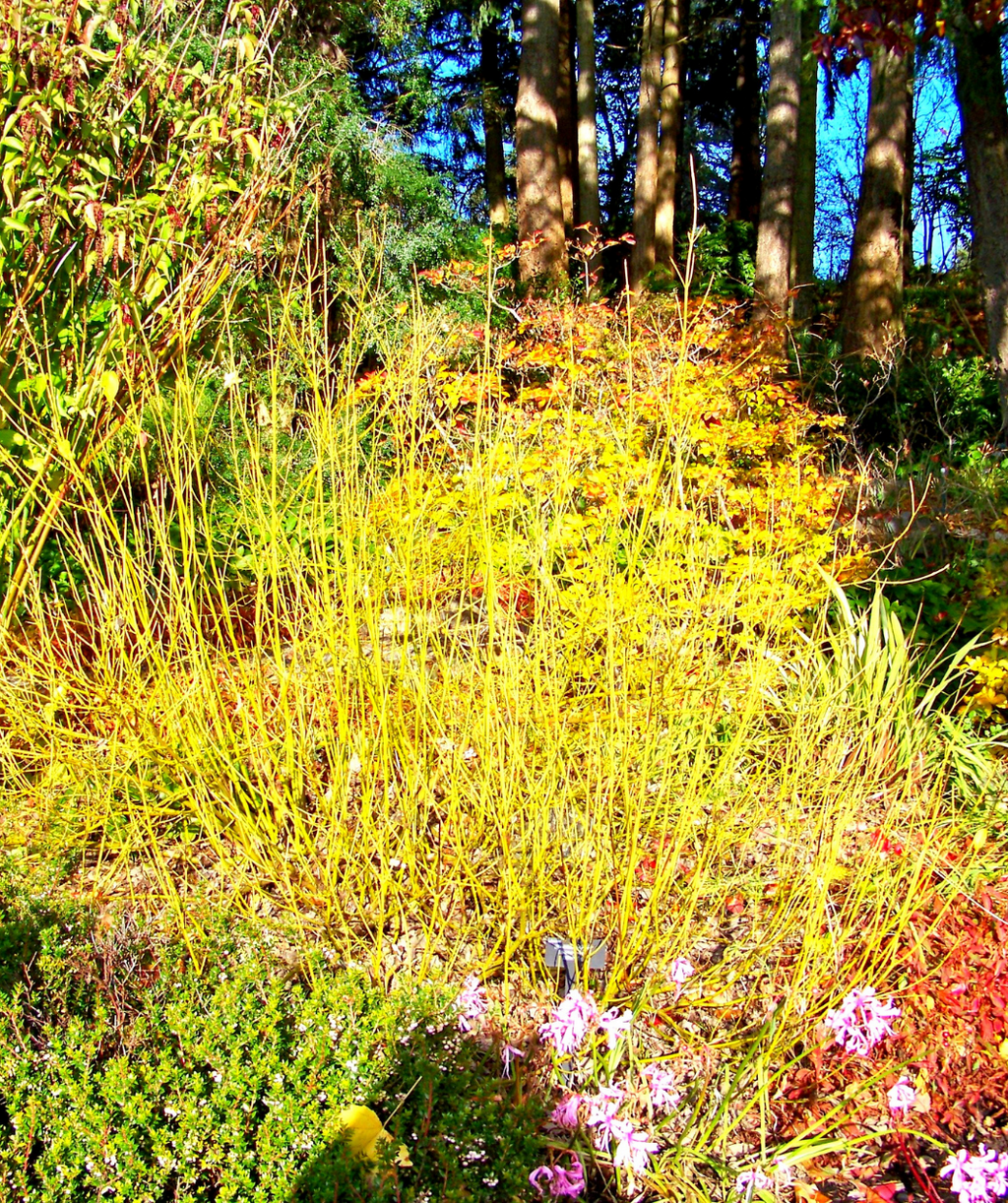 Yellow Twig Dogwood