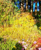 Yellow Twig Dogwood