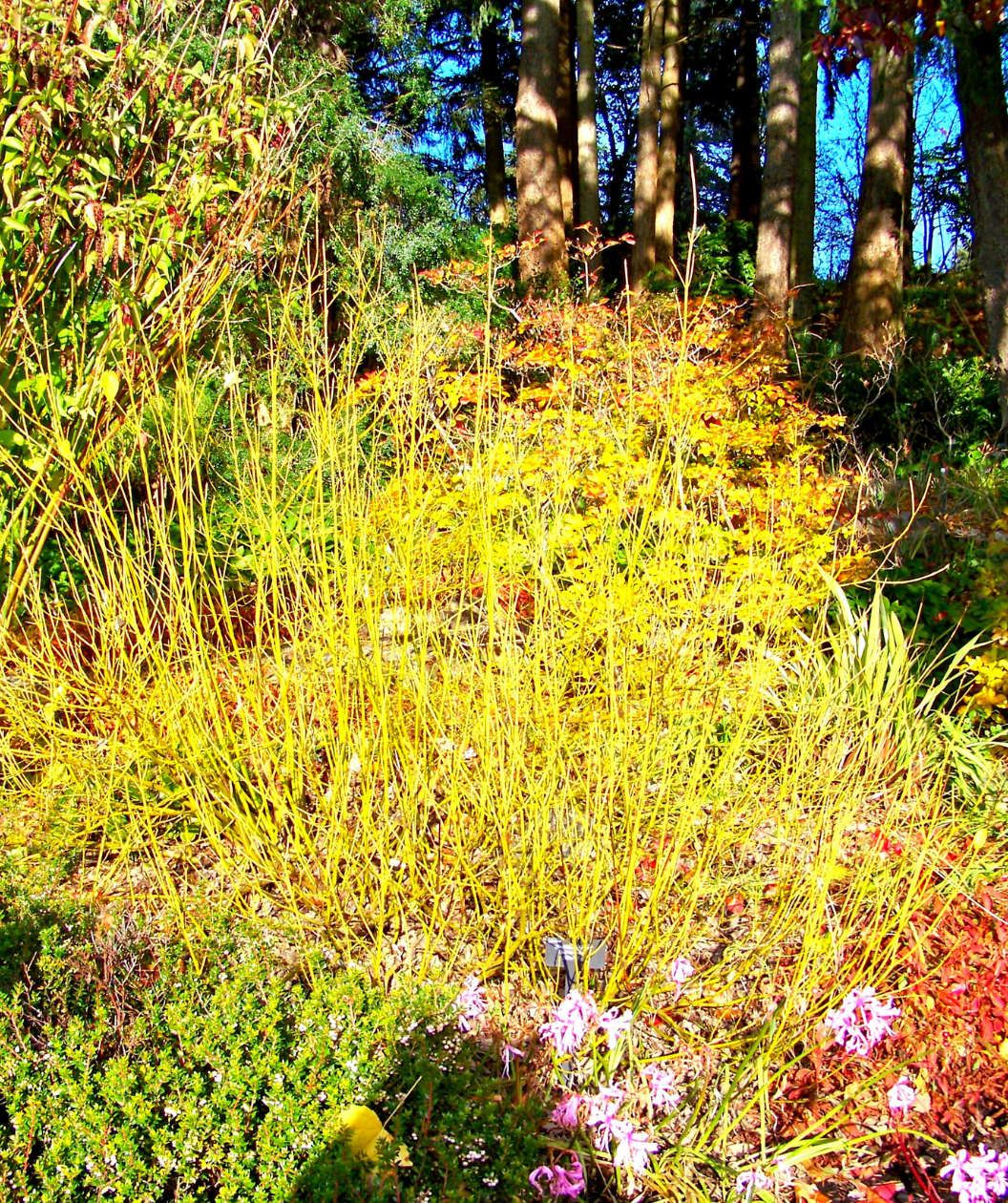 Yellow Twig Dogwood