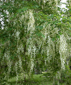 A close up of the dangling panicles of white blooms of the Yellowwood, surrounded by the green leaves