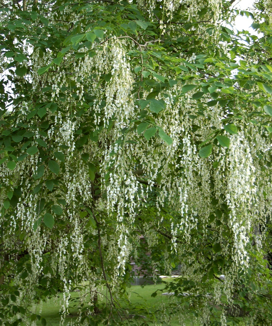 A close up of the dangling panicles of white blooms of the Yellowwood, surrounded by the green leaves