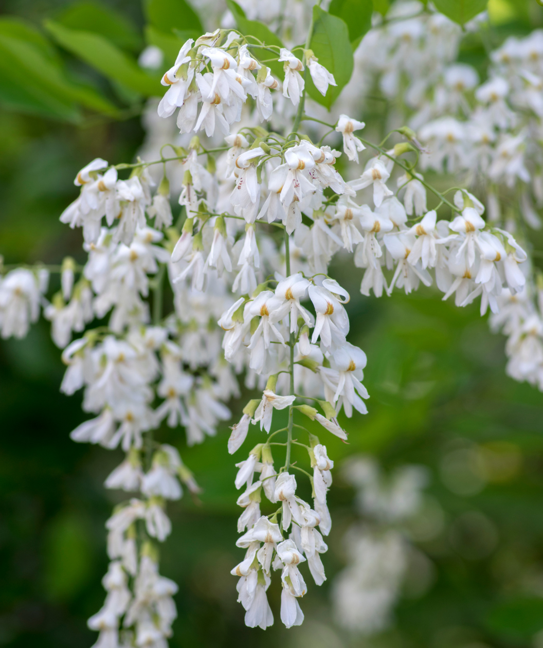 A close up of the delicate chains of white flowers of the Yellowwood