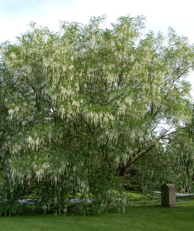 A large Yellowwood planted in a landscape, covered in the dangling chains of white, fragrant blooms and bright green foliage
