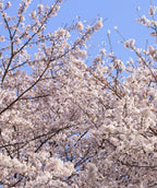 Yoshino Flowering Cherry in full bloom with fluffy white flowers on the branches