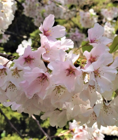 Yoshino Flowering Cherry closeup of soft white and pink flowers growing on a branch