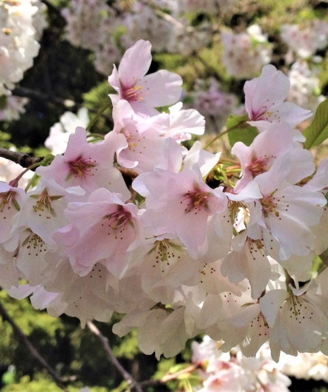 Yoshino Flowering Cherry | Bower & Branch