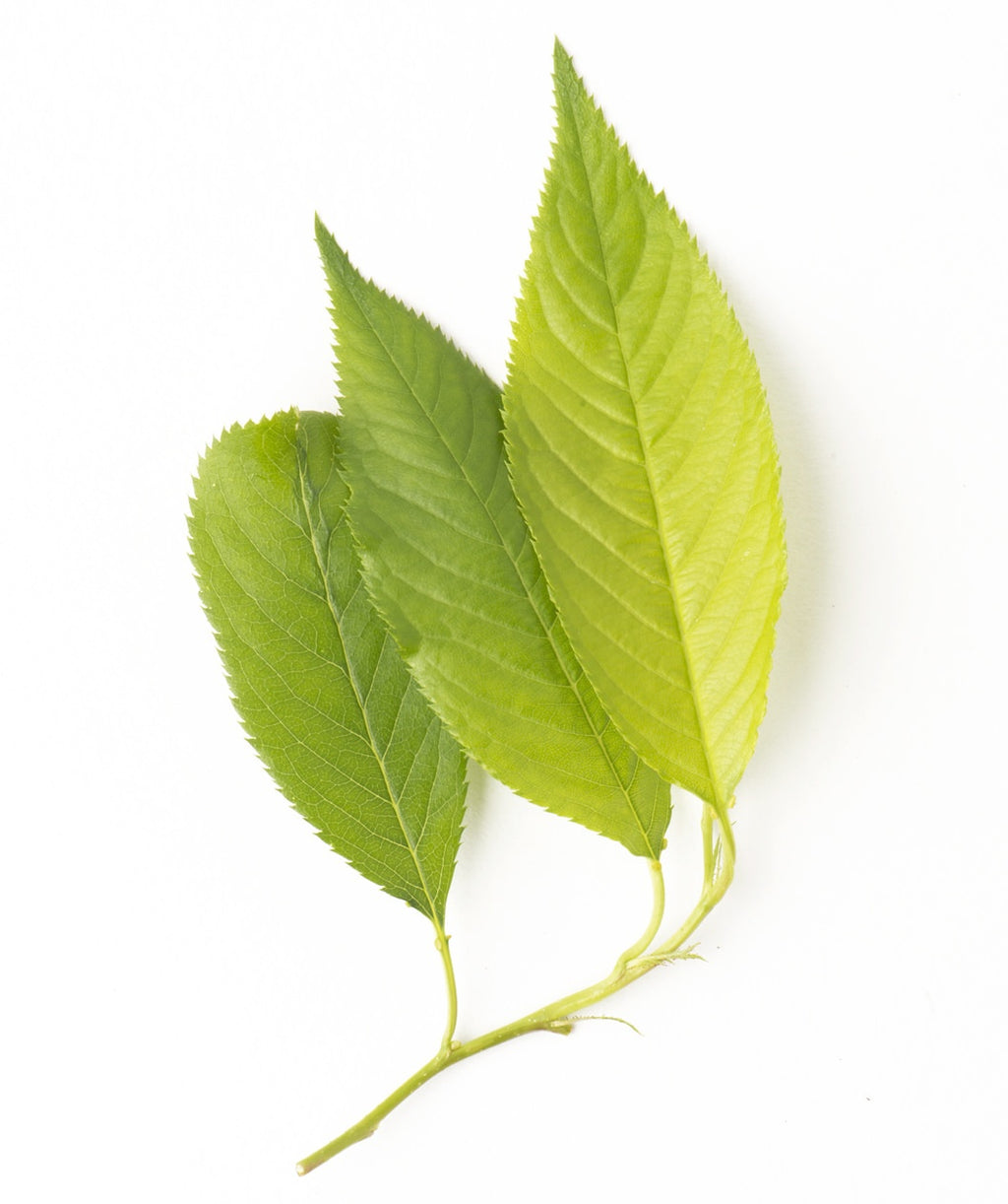 Yoshino Flowering Cherry light green elongated, pointy leaves