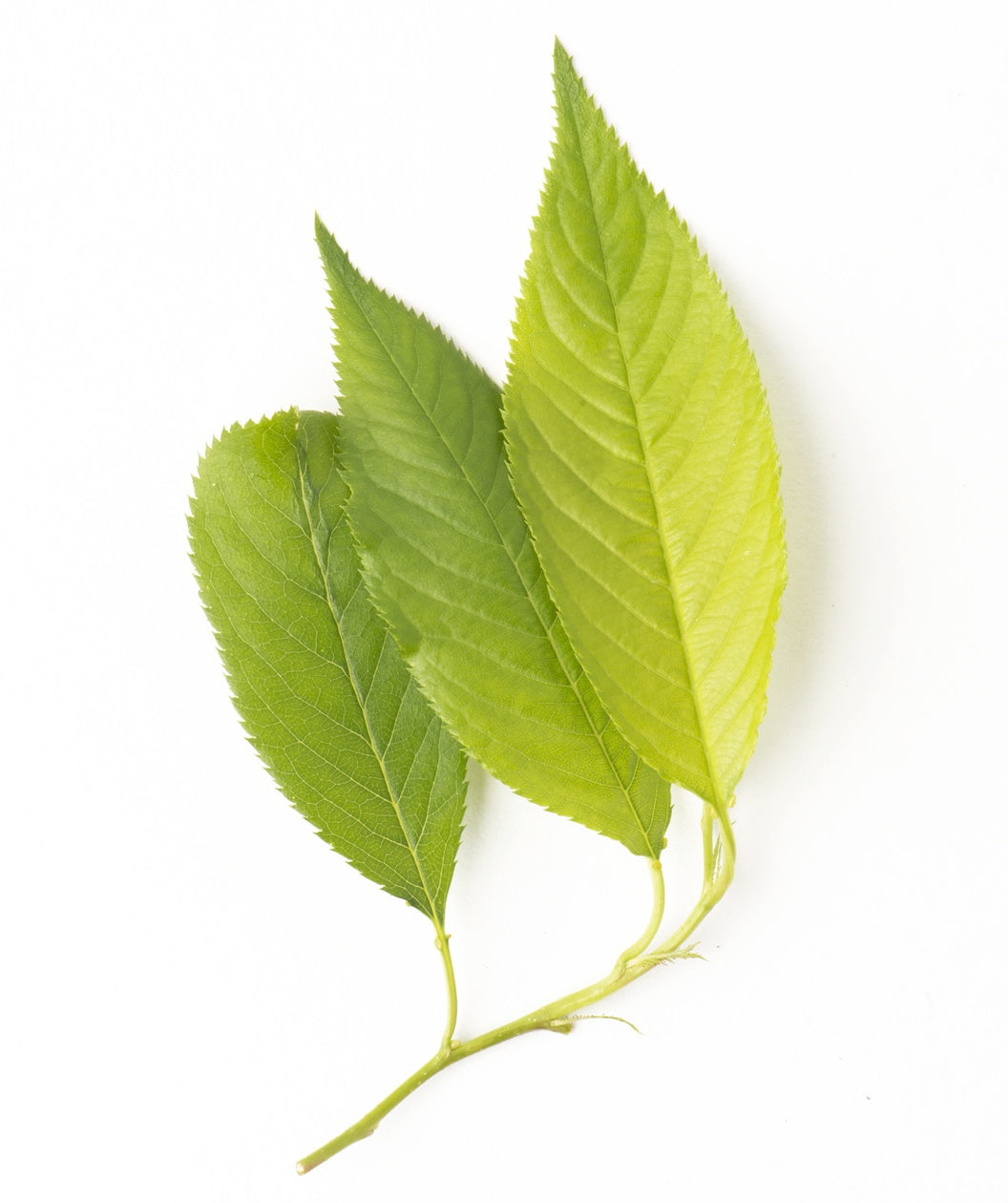 Yoshino Flowering Cherry light green elongated, pointy leaves