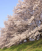 Yoshino Flowering Cherry trees planted alongside a body of water and abundant with fluffy white flowers