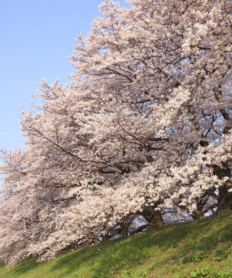 Live Olympian Fig Tree – Well Rooted Yoshino Cherry Blossom? (Check Desc) 6-8" Plant, Hope's Garden