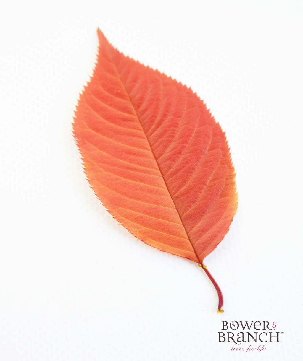 Yoshino Flowering Cherry closeup of elongated, pointed leaf in red fall color