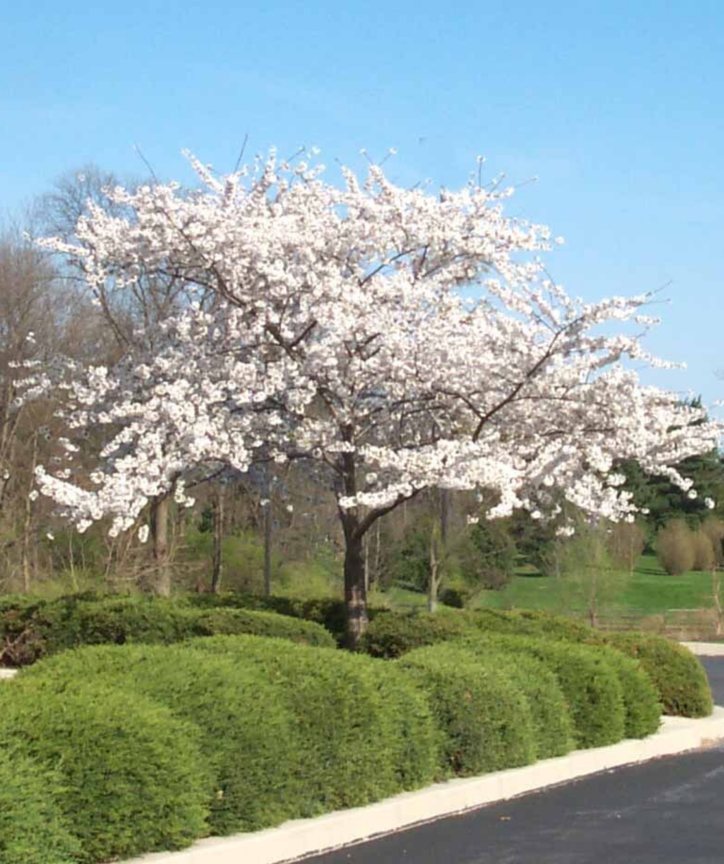 Yoshino Flowering Cherry | Bower & Branch