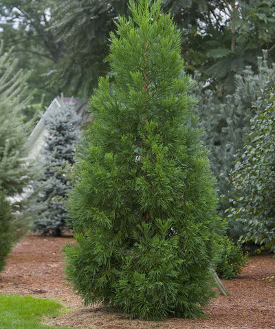 Yoshino Japanese Cedar planted in a landscape, pyramidal growing evergreen with long thin green foliage