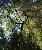A view up into Young's Weeping Birch's green leaves from under the canopy against a blue sky