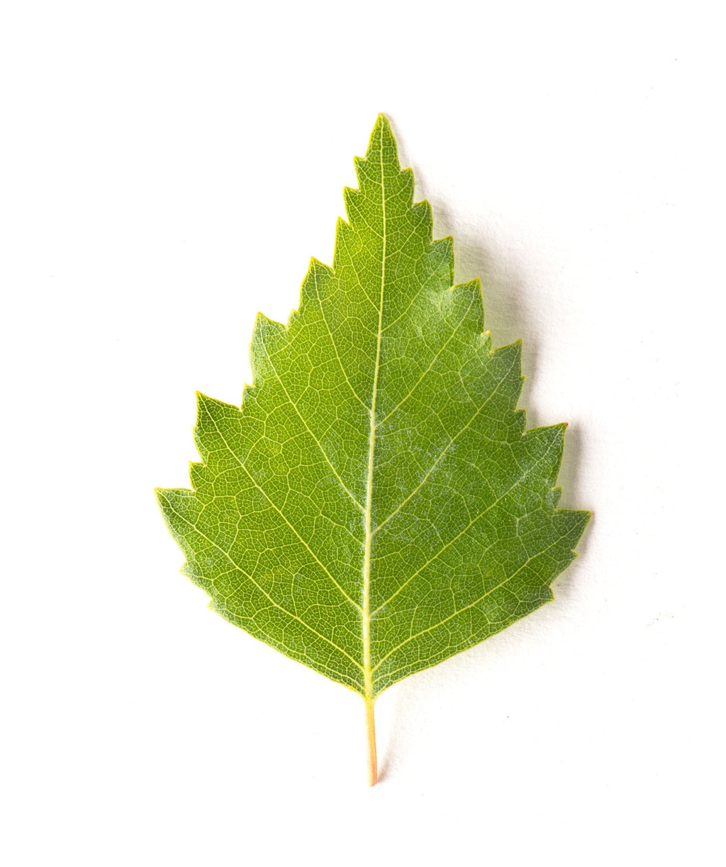 Singular green, teardrop shaped leaf of the Young's Weeping Birch