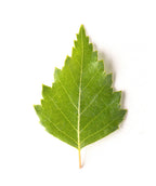 Singular green, teardrop shaped leaf of the Young's Weeping Birch
