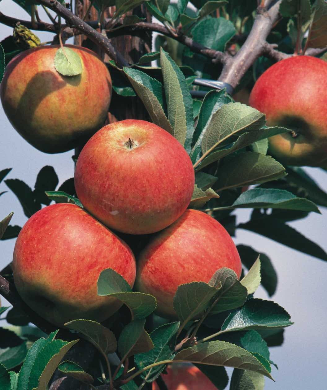 Zestar! Apple closeup of red apples hanging on branch