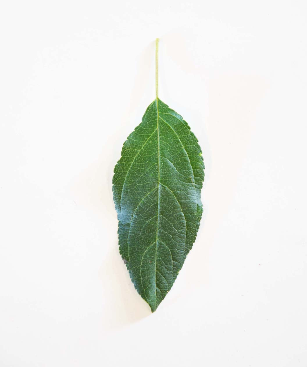 Zestar! Apple closeup of dark green elongated leaf