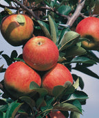 Zestar! Apple closeup of red apples hanging on branch