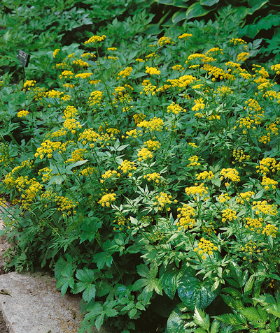 Audubon Native Golden Alexander yellow flowers and deep green foliage planted in the landscape