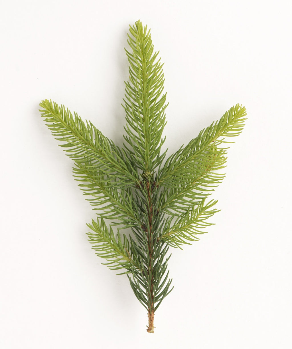 Columnar Norway Spruce product shot