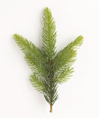 Columnar Norway Spruce product shot