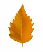 Fall color Fox Valley River Birch leaf on white, in fall the pyramidal leaves with serrated edges turn to hues of yellow and orange