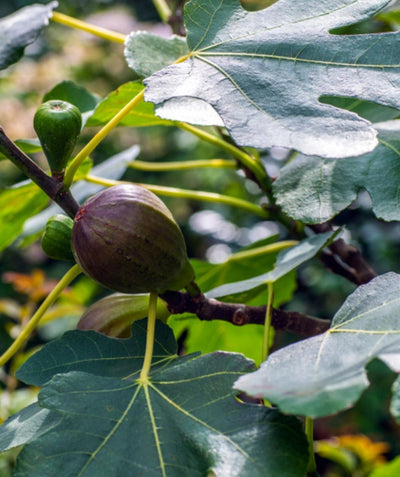 Close up of Brown Turkey Fig, small round green-brown colored not quite ripe fig emerging from large green foliage