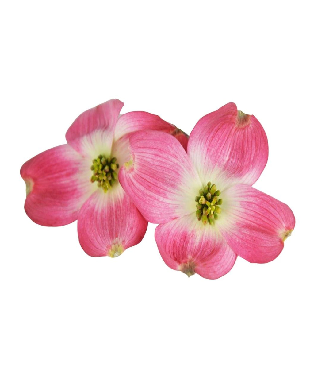 Cherokee Brave Flowering Dogwood flowers on white, 4 petaled dark pink almost red to white flowers with yellow green centers, the flowers grow similar to the shape of a plus sign