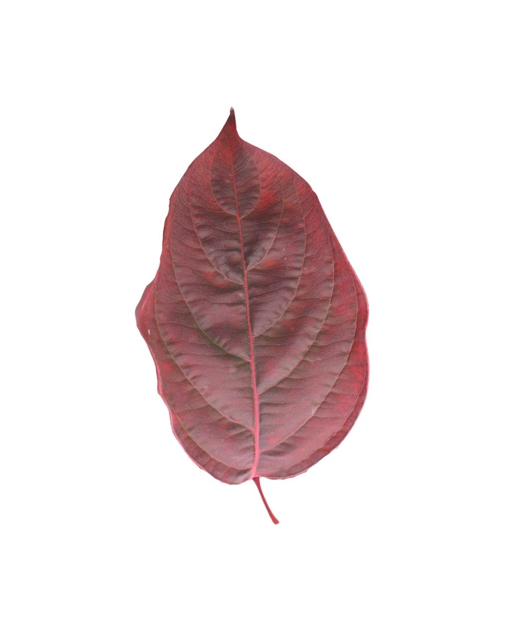 Cherokee Brave Flowering Dogwood oval leaf in red fall color