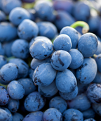 Concord Seeded Grape