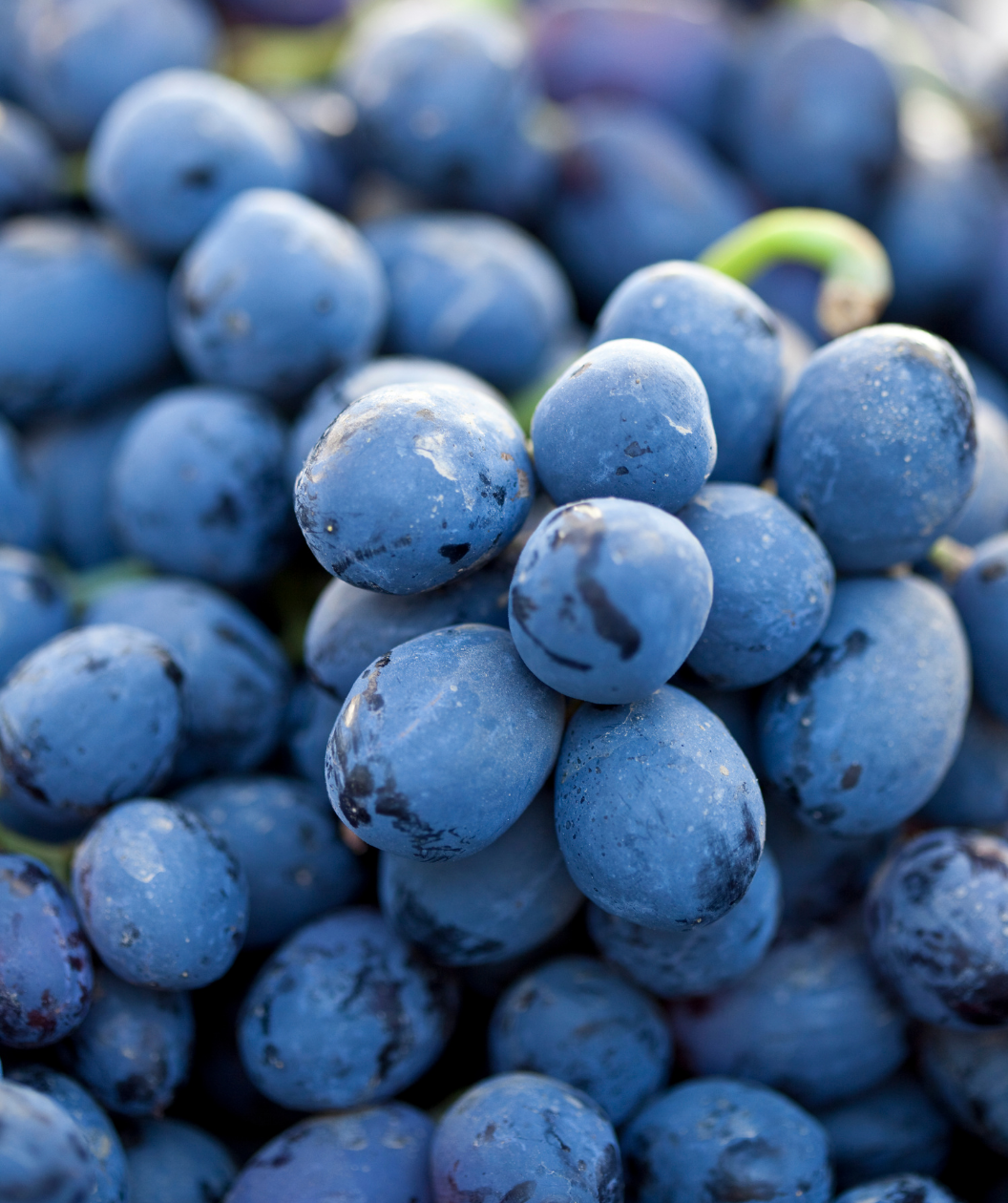 Concord Seeded Grape