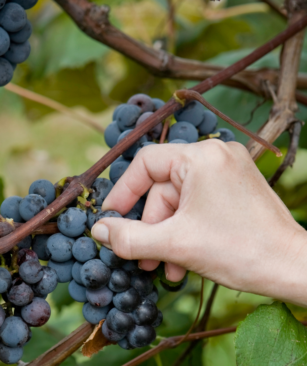 seeded grape plants for sale Concord Seeded Grape – Bower & Branch