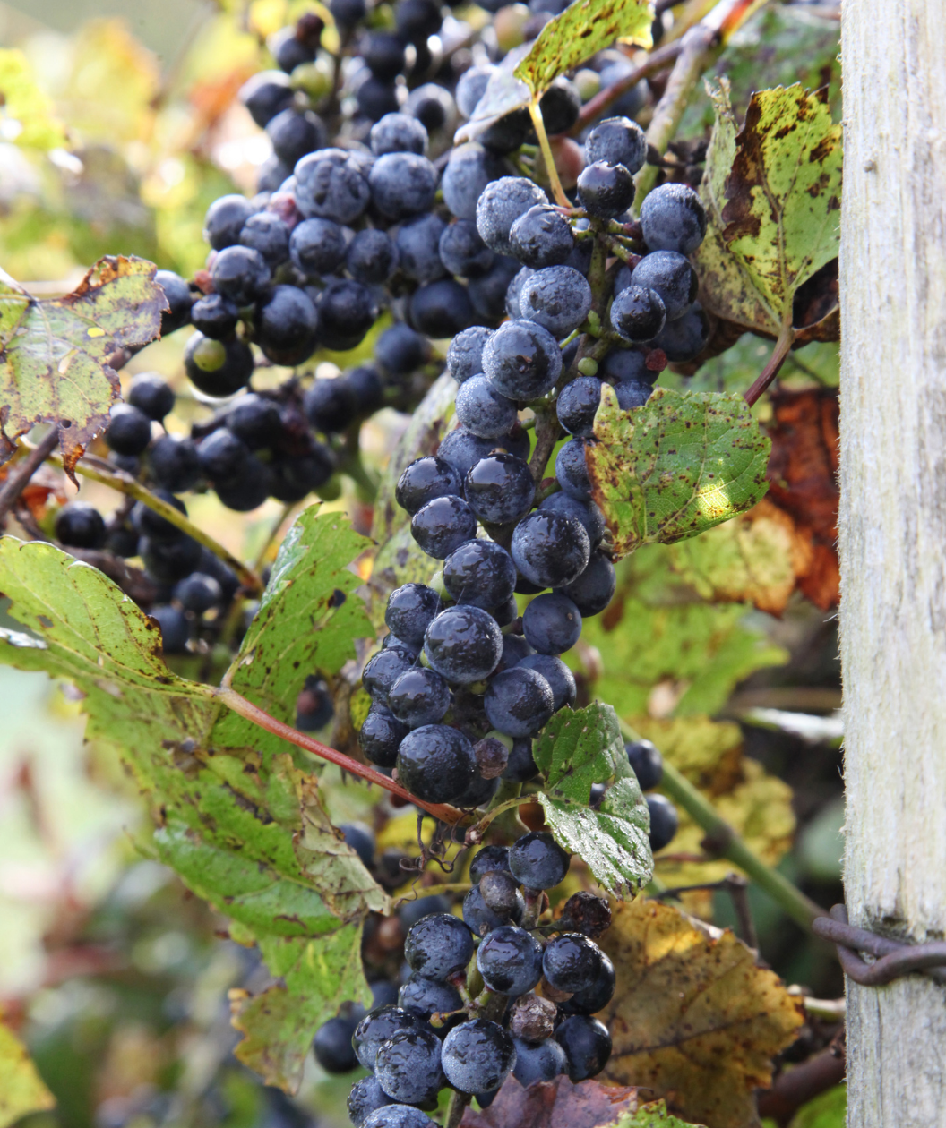 Concord Seeded Grape