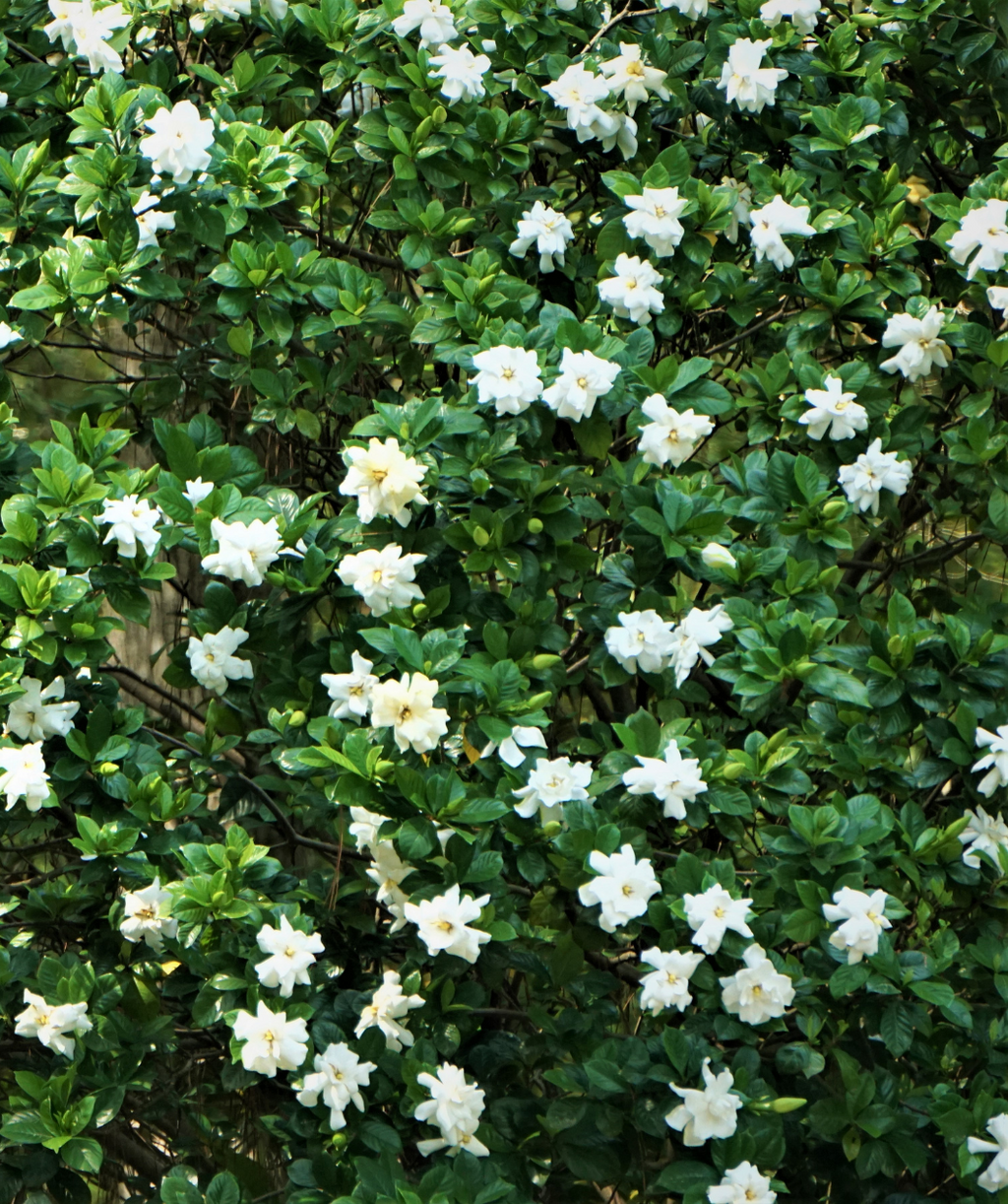 Frostproof Large Flowering Gardenia, lots of bright white, double blooming flowers with shiny dark green foliage