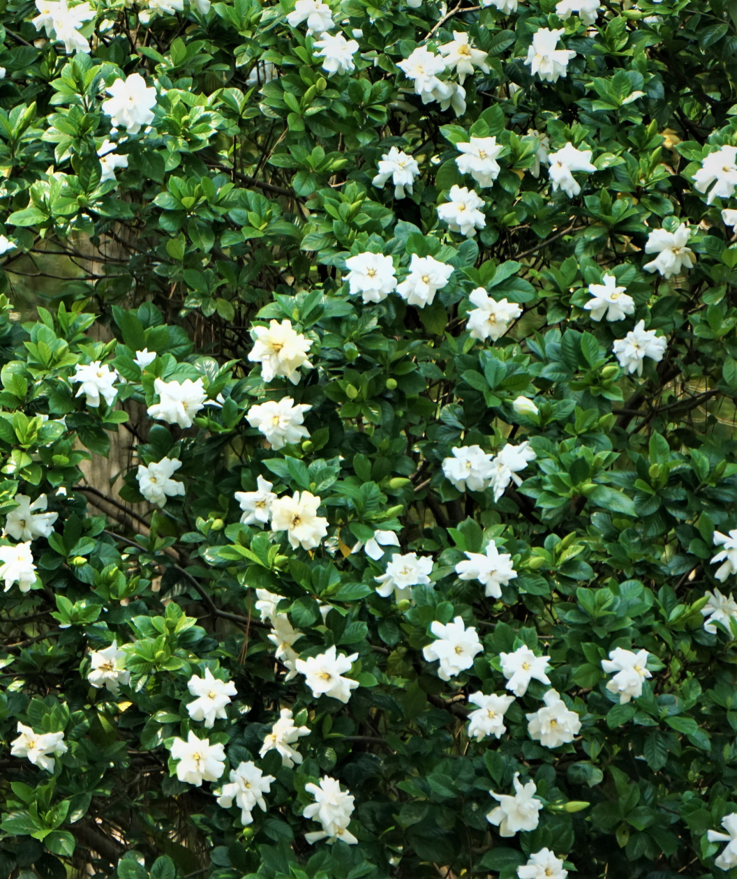 Frostproof Large Flowering Gardenia, lots of bright white, double blooming flowers with shiny dark green foliage