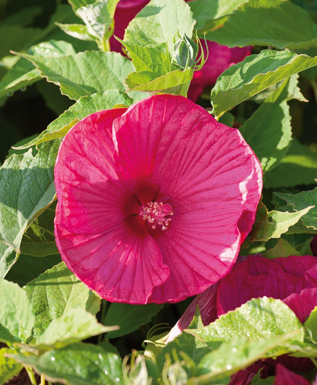 Luna Rose Hardy Hibiscus deep pink flower with pink and yellow center